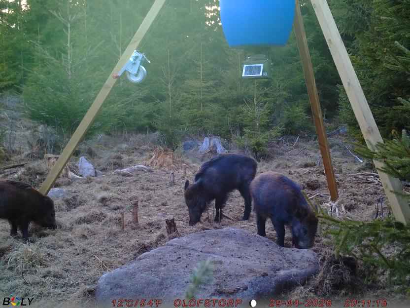 Bild från STORATRÄA