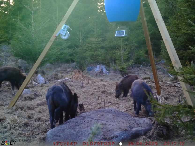 Bild från STORATRÄA
