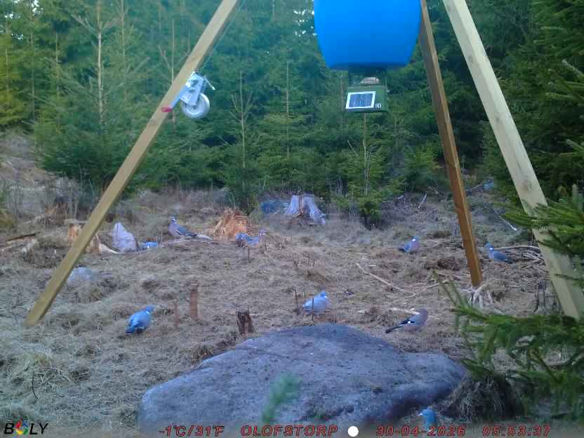 Bild från STORATRÄA