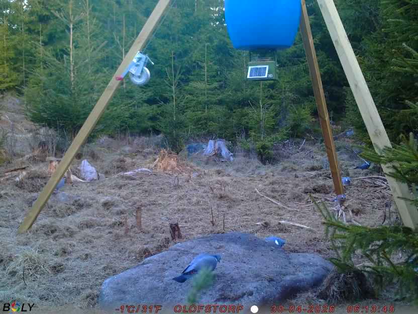 Bild från STORATRÄA