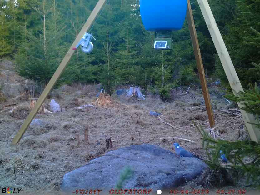 Bild från STORATRÄA