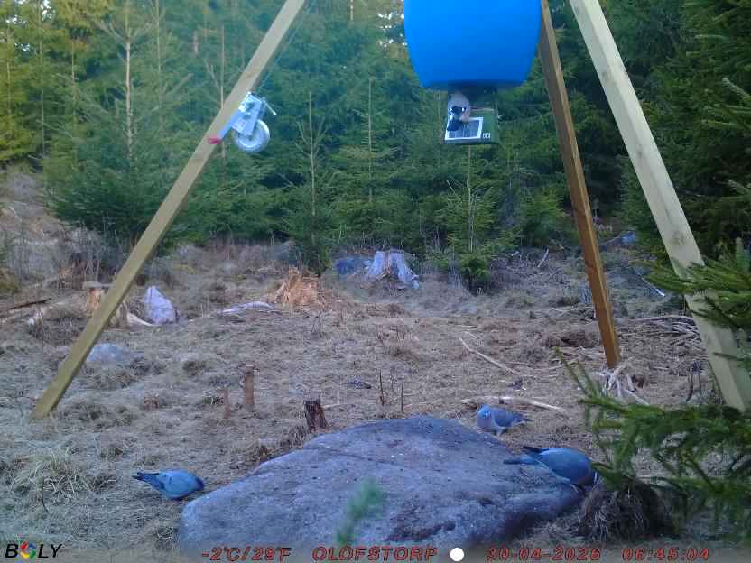 Bild från STORATRÄA