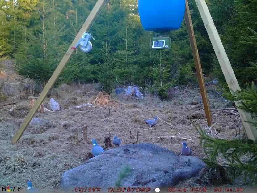 Bild från STORATRÄA