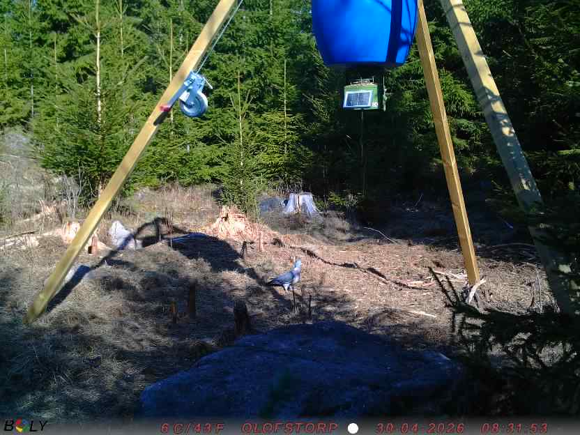 Bild från STORATRÄA