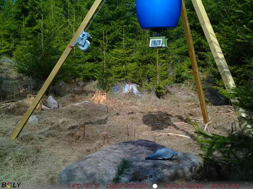 Bild från STORATRÄA