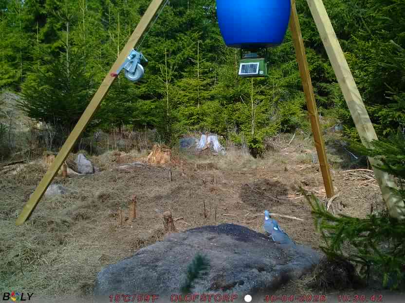 Bild från STORATRÄA