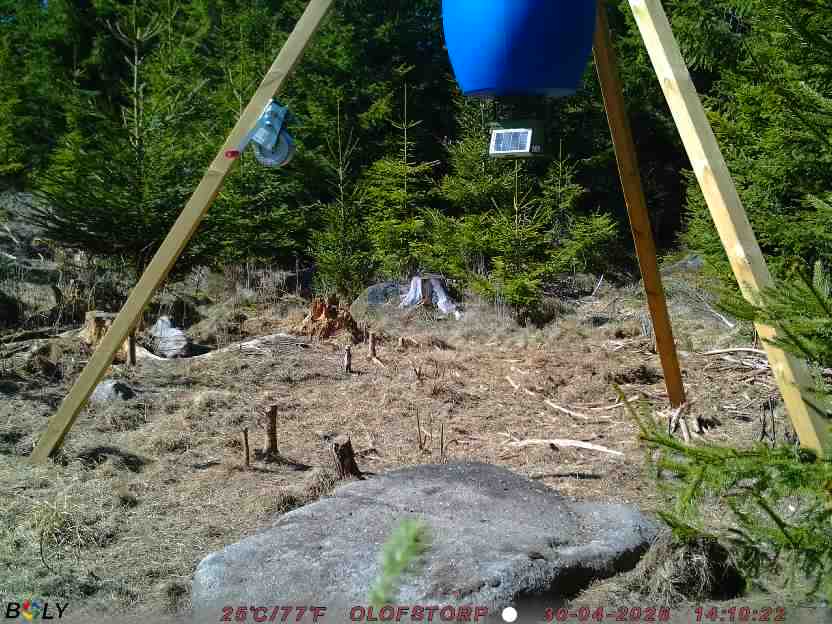 Bild från STORATRÄA