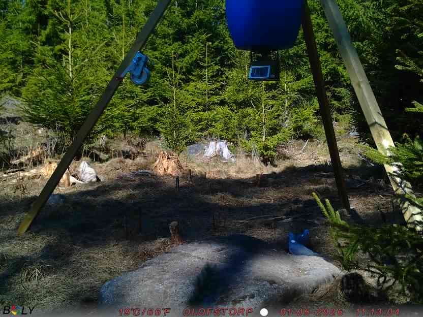 Bild från STORATRÄA