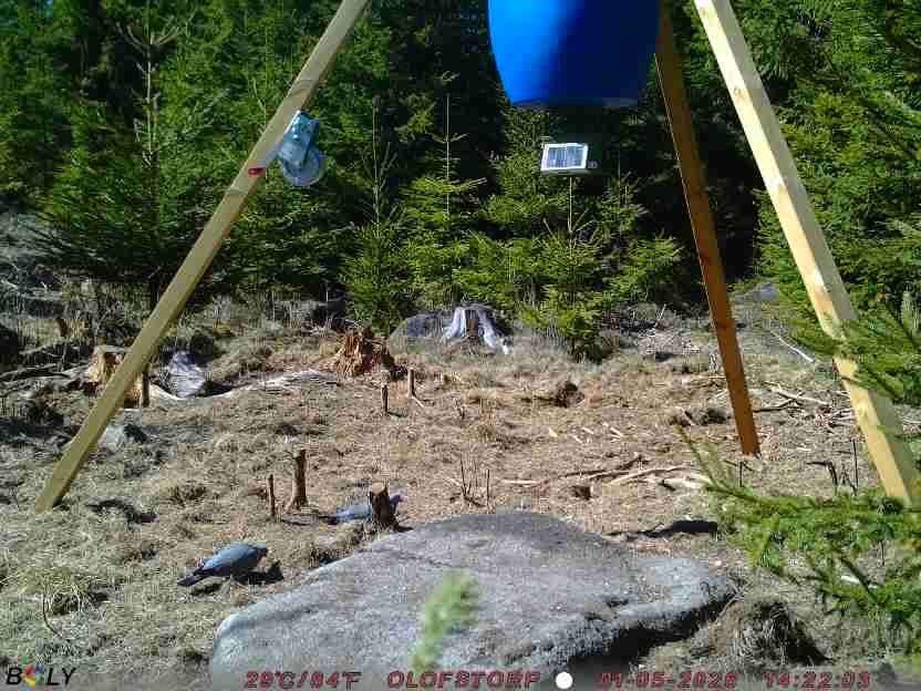 Bild från STORATRÄA