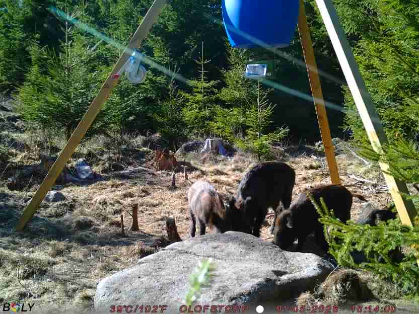 Bild från STORATRÄA