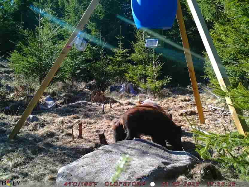 Bild från STORATRÄA