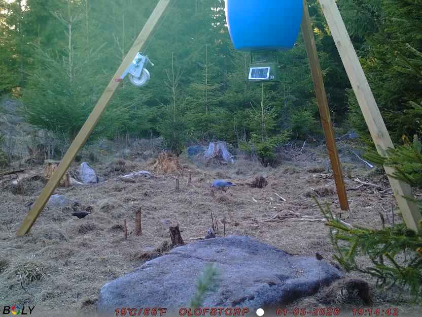 Bild från STORATRÄA