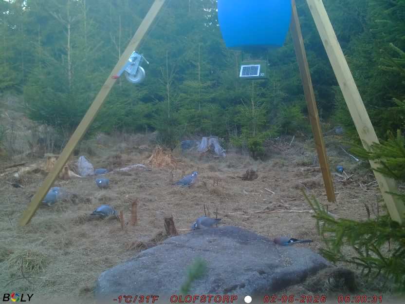 Bild från STORATRÄA