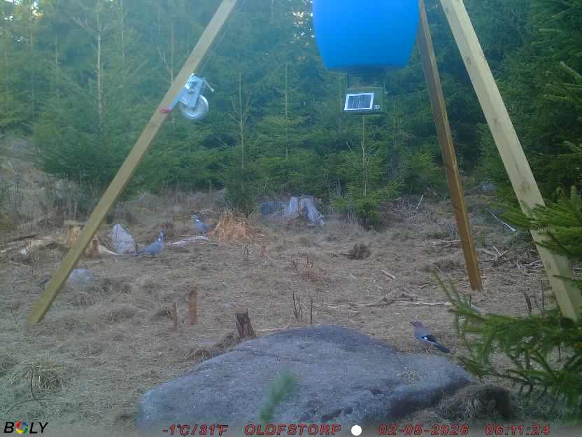 Bild från STORATRÄA