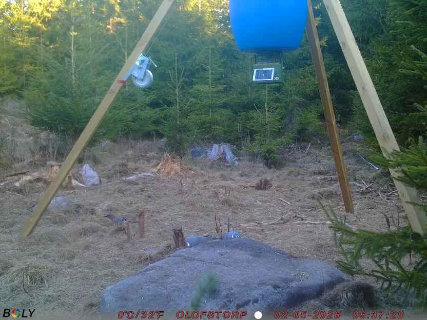 Bild från STORATRÄA