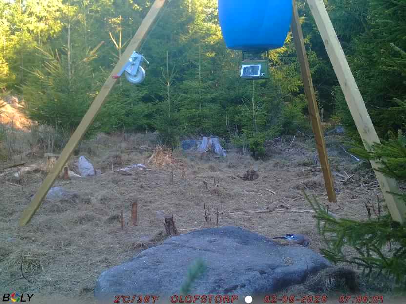 Bild från STORATRÄA