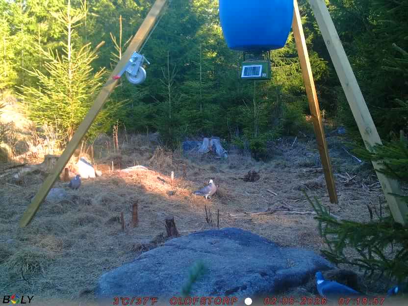 Bild från STORATRÄA