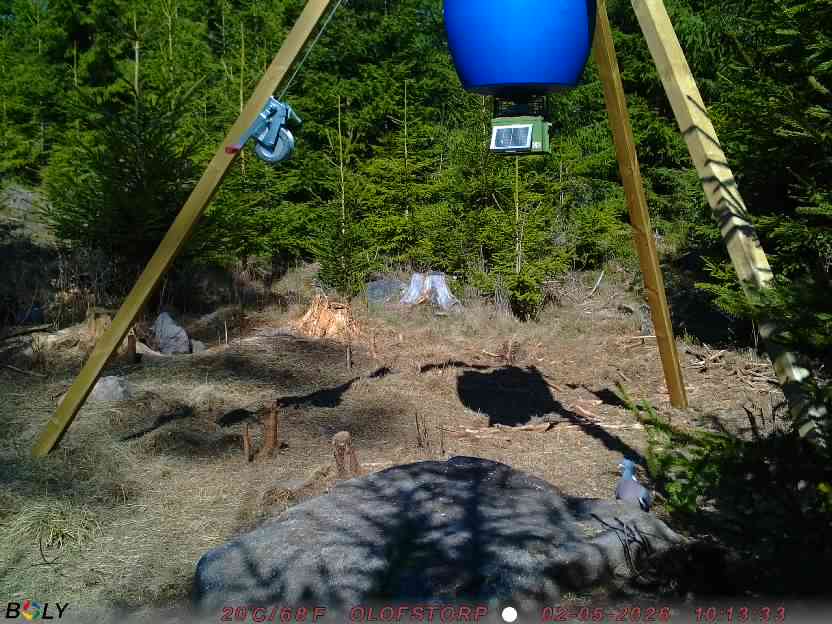 Bild från STORATRÄA
