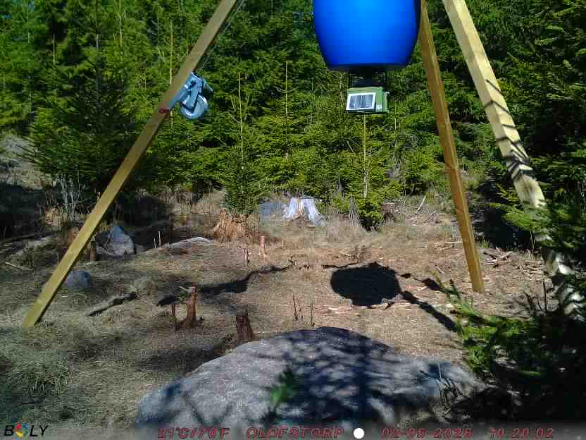Bild från STORATRÄA