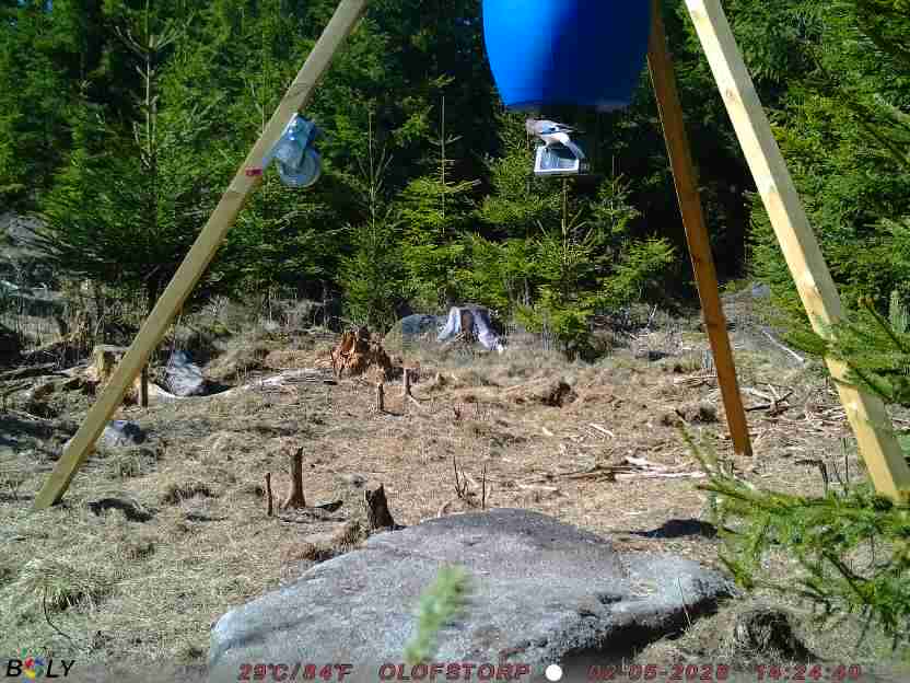 Bild från STORATRÄA
