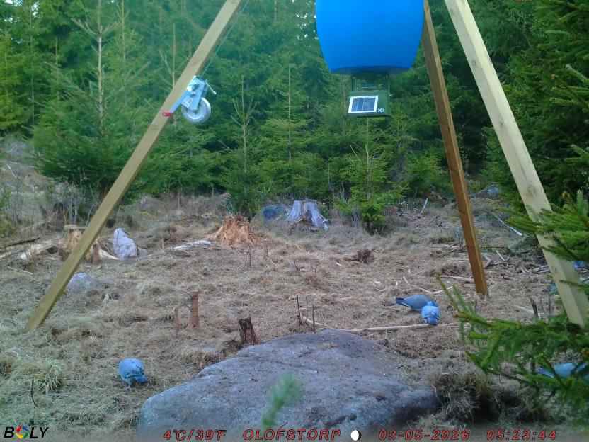 Bild från STORATRÄA