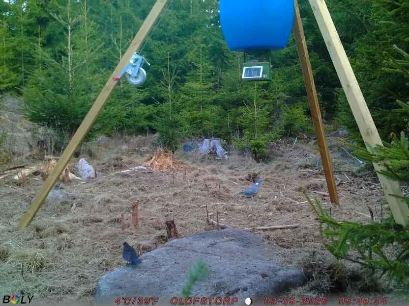Bild från STORATRÄA