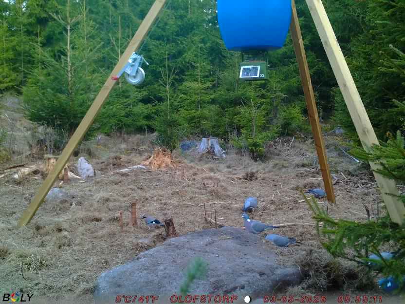 Bild från STORATRÄA