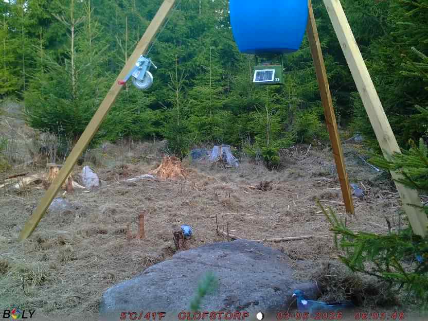 Bild från STORATRÄA