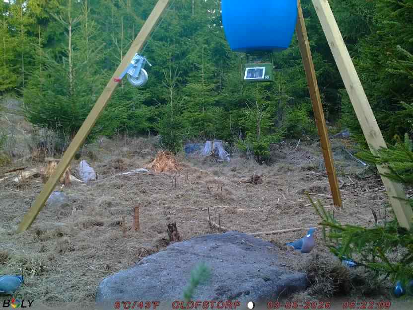 Bild från STORATRÄA