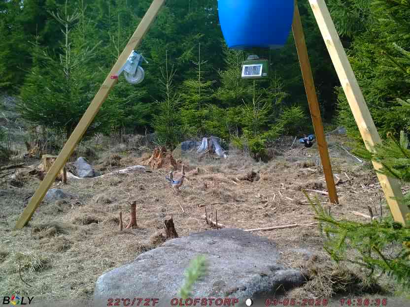 Bild från STORATRÄA
