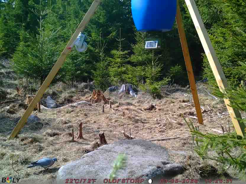 Bild från STORATRÄA