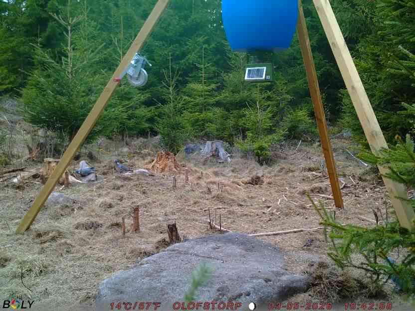 Bild från STORATRÄA