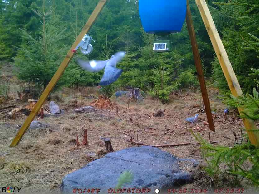 Bild från STORATRÄA