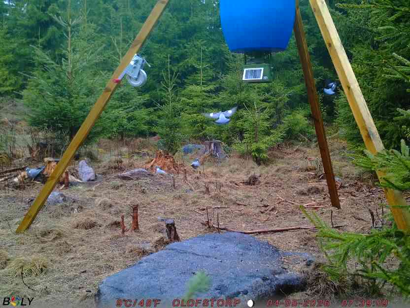 Bild från STORATRÄA