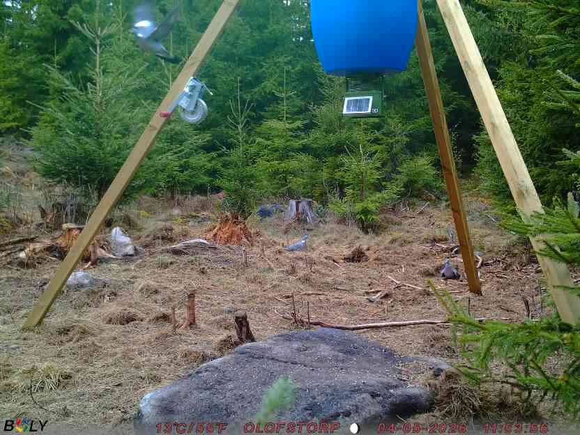 Bild från STORATRÄA
