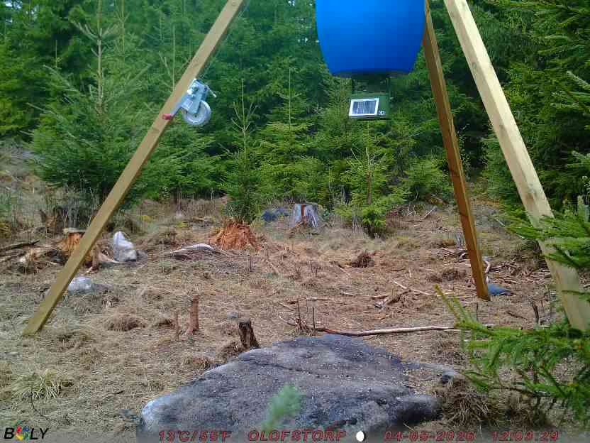 Bild från STORATRÄA