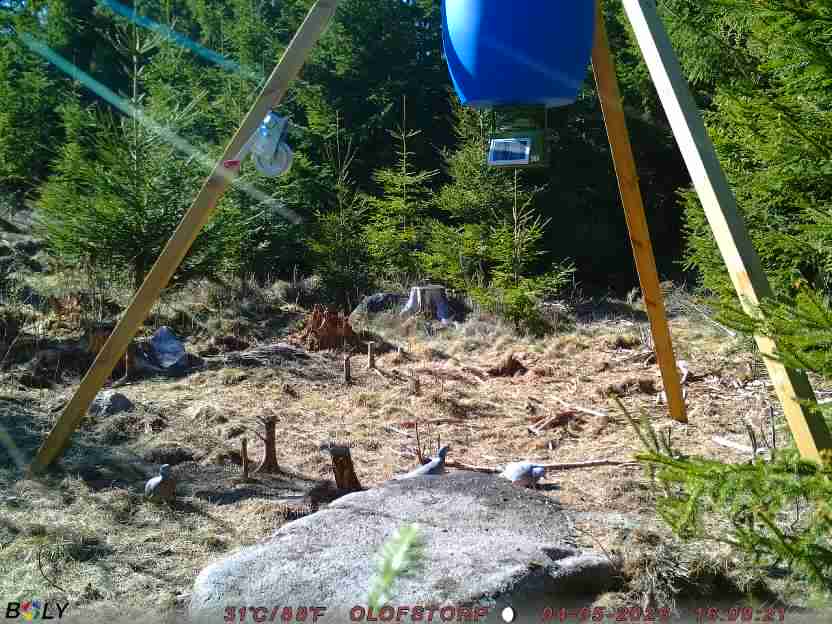 Bild från STORATRÄA