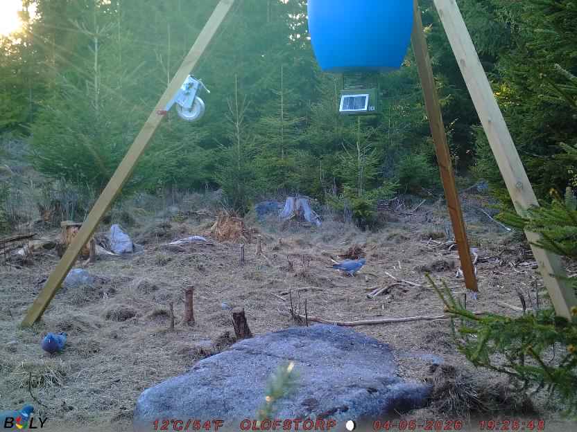 Bild från STORATRÄA