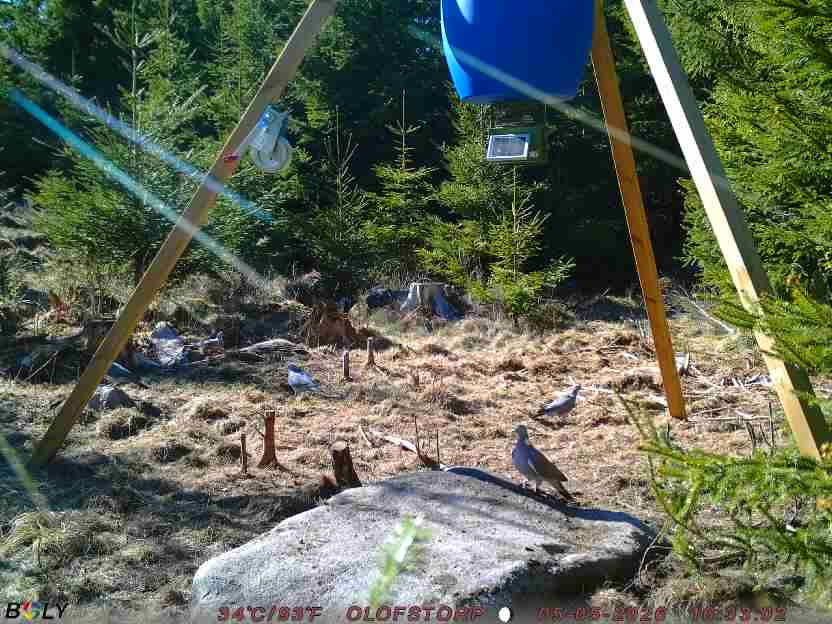 Bild från STORATRÄA