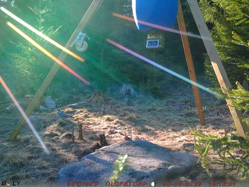 Bild från STORATRÄA