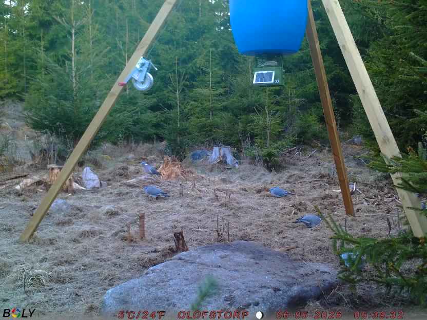 Bild från STORATRÄA