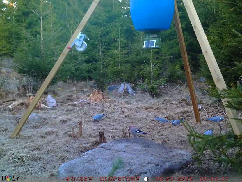 Bild från STORATRÄA