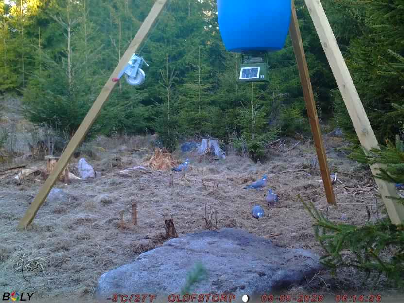 Bild från STORATRÄA