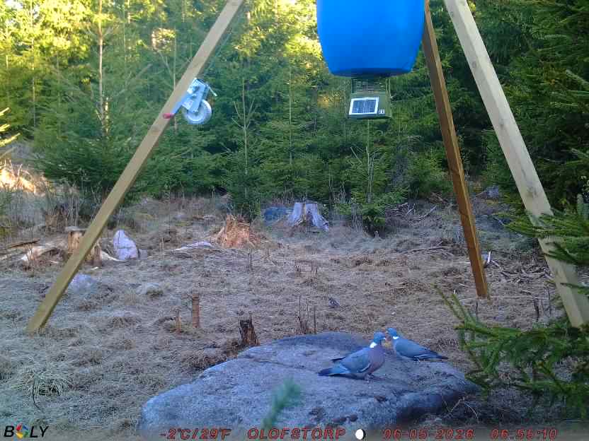 Bild från STORATRÄA