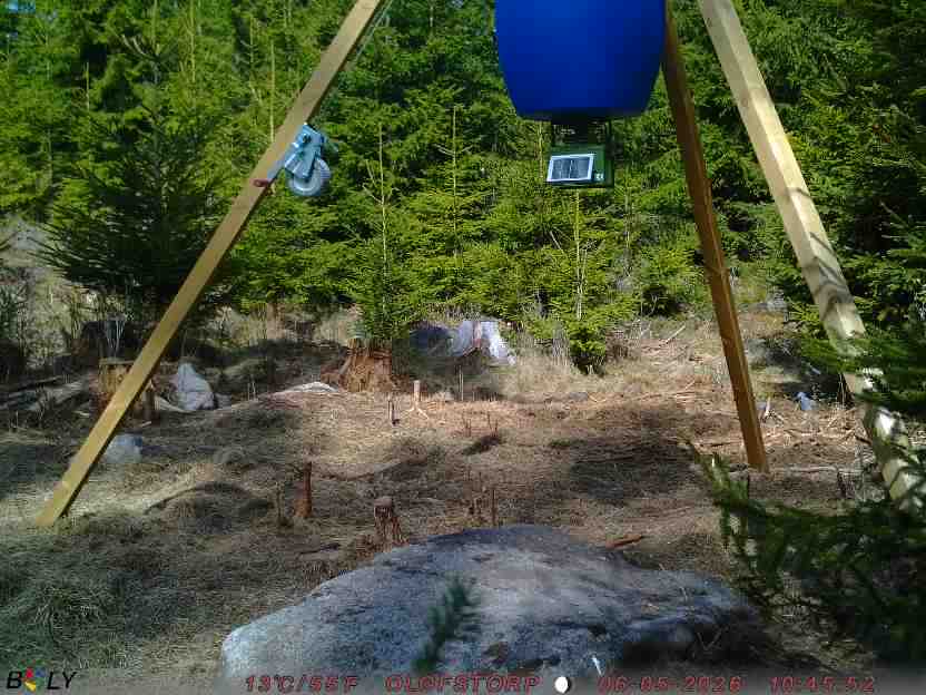 Bild från STORATRÄA