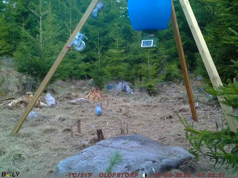 Bild från STORATRÄA