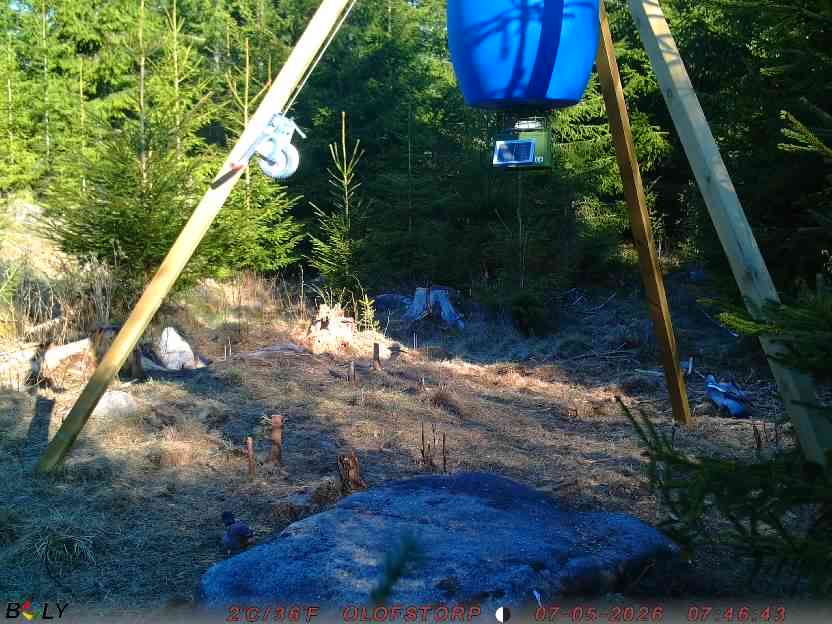 Bild från STORATRÄA
