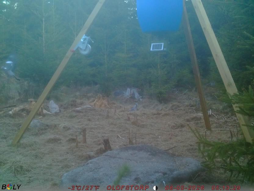 Bild från STORATRÄA