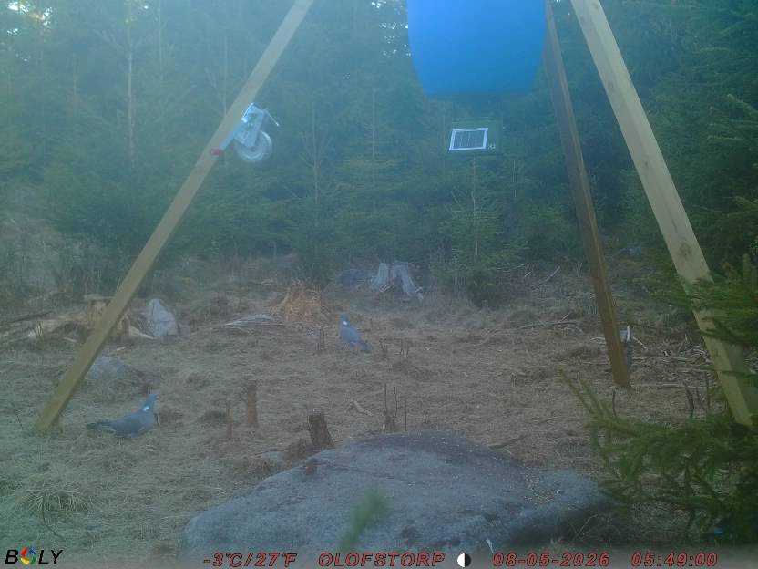 Bild från STORATRÄA
