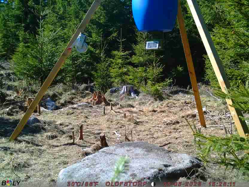 Bild från STORATRÄA